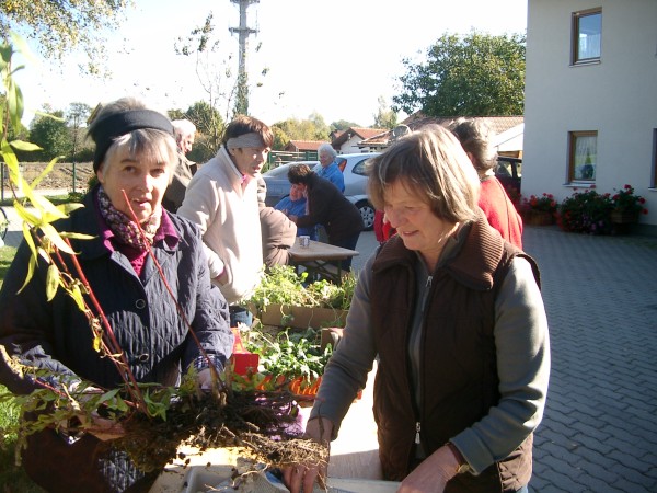 Pflanzentausch